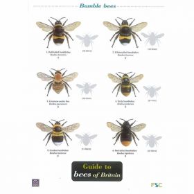 Field Guide - Bees