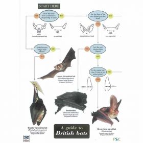 Field Guide - Bats
