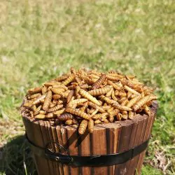 Dried Calci Worms