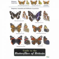 Field Guide - Butterflies