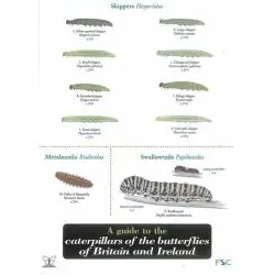 Field Guide - Caterpillars of Butterflies