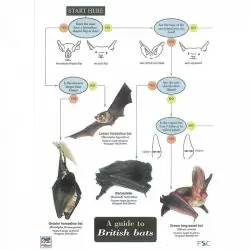 Field Guide - Bats