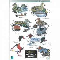 Field Guide - Wetland Birds