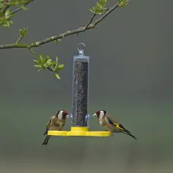 Goldfinch Finder
