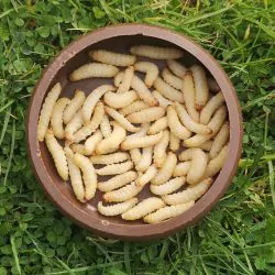 Live Waxworms (15-25mm)