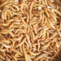 Live Mealworms Mini (9-13mm)