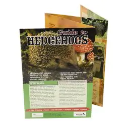 Guide to Hedgehogs