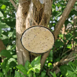 Super Suet Coconut Shells for Wild Birds