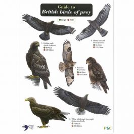 Ivel Valley Wild Bird Food  Field Guide British Birds of Prey - Ivel  Valley Bird Food