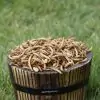 Dried Mealworms - 0