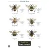 Field Guide - Bees - 0