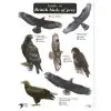 Field Guide - British Birds of Prey - 0