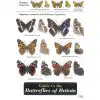 Field Guide - Butterflies - 0