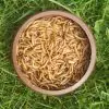 Live Mealworms Mini (9-13mm) - 1