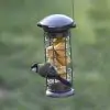 Suet Nuggets Insect and Mealworm - 2