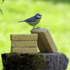 Suet Blocks Insect and Mealworm - 2
