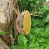 Insect and Mealworm Coconut Shells  - 1