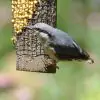 Mini Suet Pellets Insect and Mealworm - 3