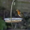 I Love Robins Hanging Treat Feeder  - 4