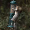 Squirrel Buster® Peanut 750ml Bird Feeder - 2