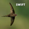 Swift Nest Box - 1