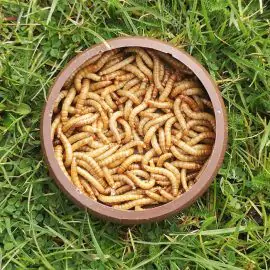 Live Mealworms Regular (25-30mm)