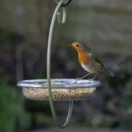 I Love Robins Hanging Treat Feeder 