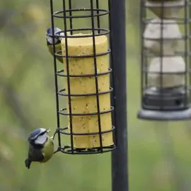 2 blue tits eating yellow insect and mealworm Suet Roll in suet feeder