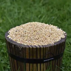 Small wooden bucket filled with White Millet Seed for Birds