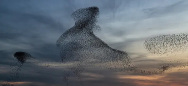 Starling Murmuration: how, why, & when do they happen?