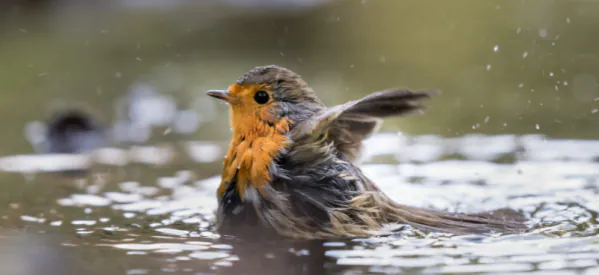 5 Reasons Why Bird Baths Are So Important