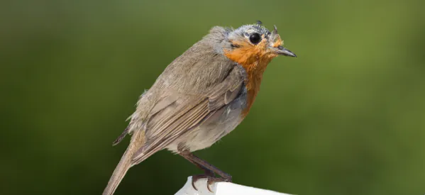 Moult in Birds: Why Do Garden Birds Lose Their Feathers?