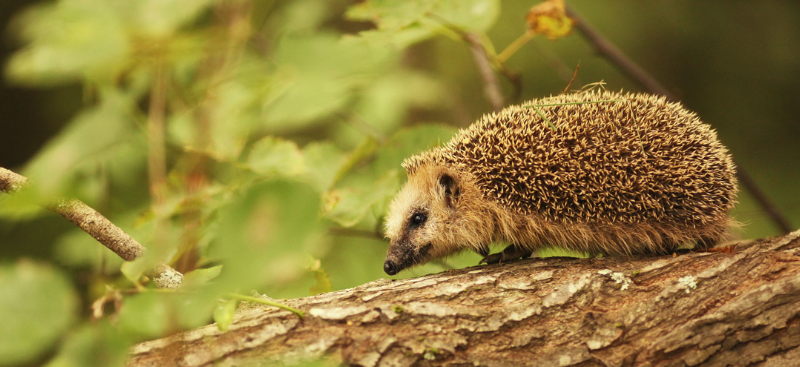 Top Tips for a Hedgehog-friendly Garden