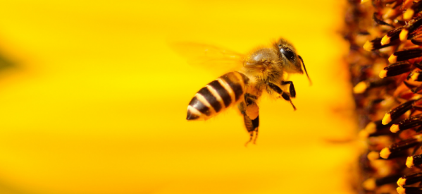 Why Do We Need to Save Bees?
