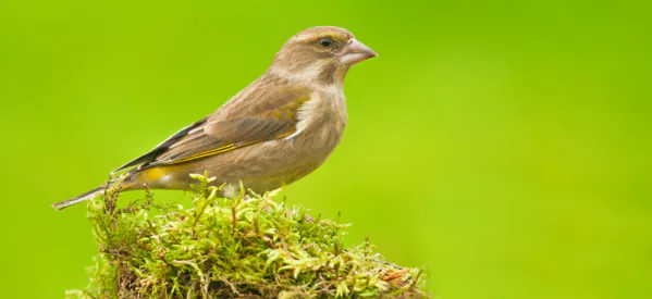 Eco-friendly Ways to Care for Garden Birds