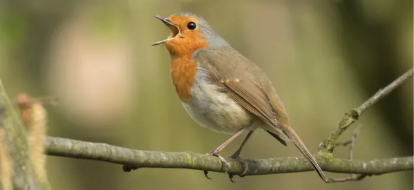 Dawn Chorus: why do birds sing in the morning?