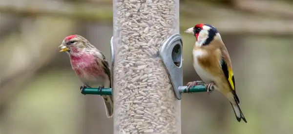 How To Attract And Feed Finches In Your Garden