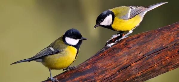 The Ultimate Bird Guide: British Tit Family