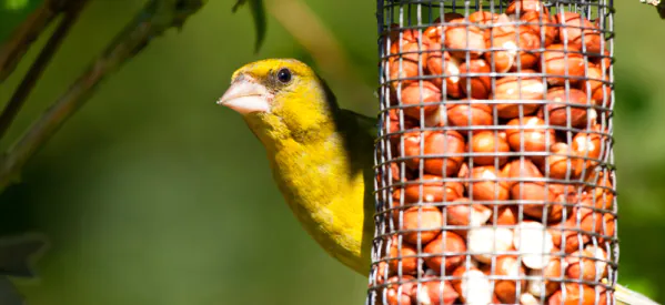 How to Attract Different Birds to Your Garden