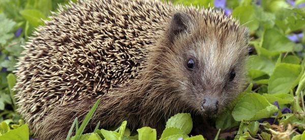 Fun Facts About Hedgehogs