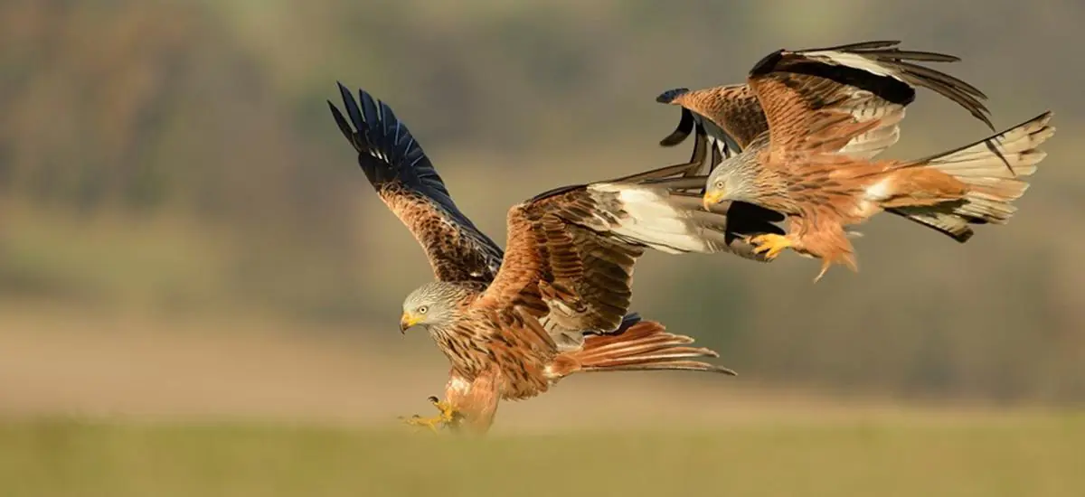 Fun Facts About UK Birds of Prey