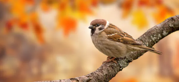 How to Care for Birds in Autumn