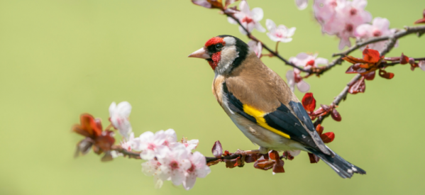 How to Care for Garden Birds in Spring