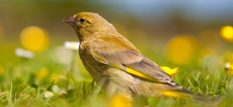 How to Care for Garden Birds in Summer