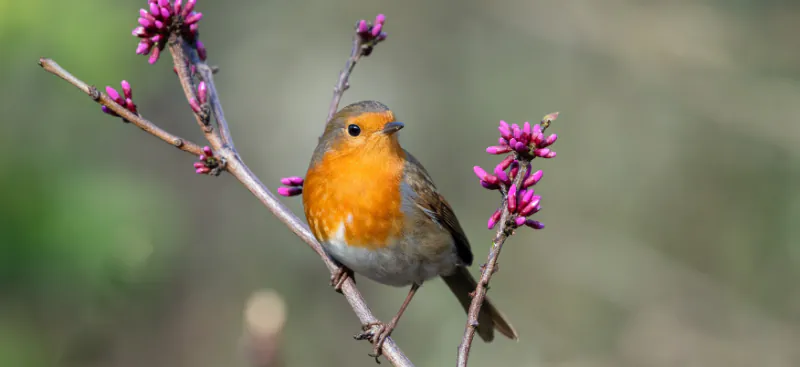 How to Attract Robins to Your Garden