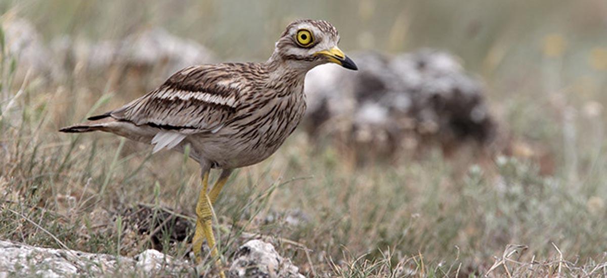 Stone Curlews: Thick Knees and Goggle Eyes
