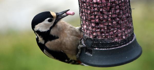 10 Fun Facts About Woodpeckers