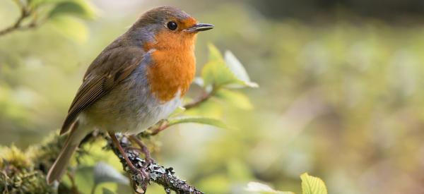 10 Fun Facts About Robins