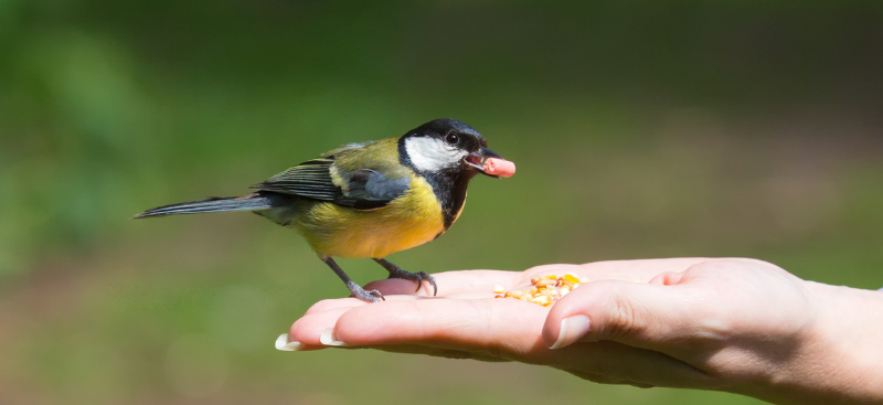 Why Are Birds Good for Mental Health?