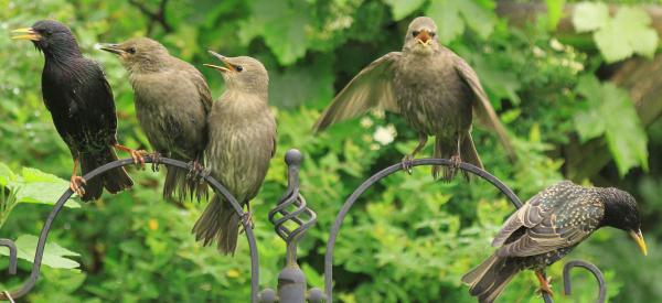 A Decline in Starlings